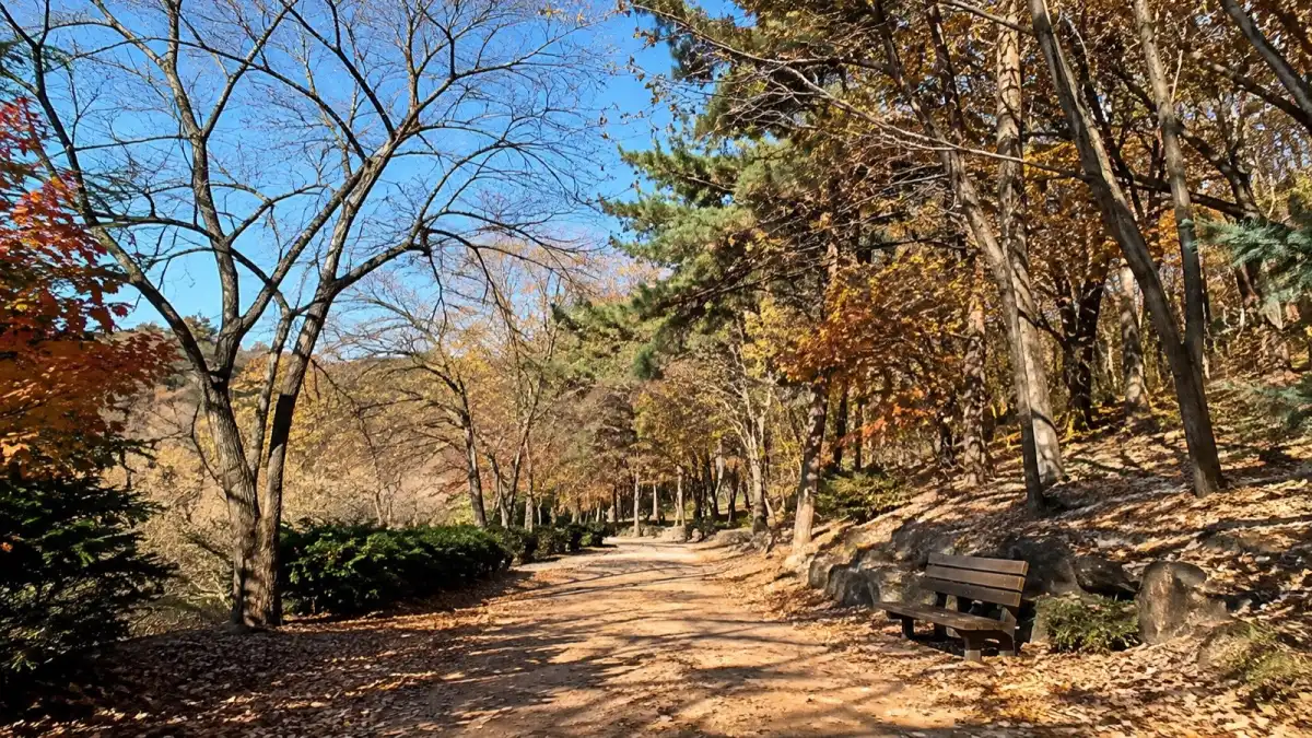 낙엽이 깔린 11월 수목원 산책길과 벤치